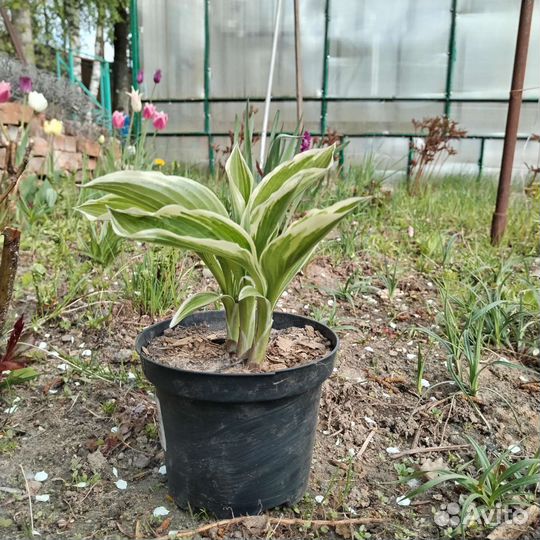 Хоста цветы