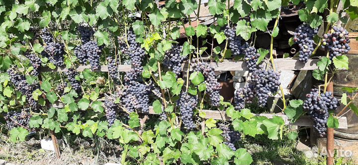 Саженцы винограда