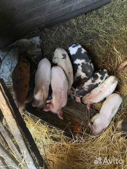 Поросята