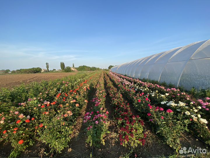 Саженцы роз (опт от 100 шт)