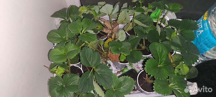 Рассада клубники