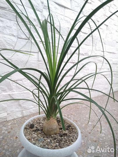 Бокарнея или Нолина