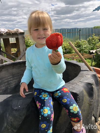 Клубника сортовая, усы