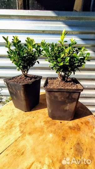 Самшит, спирея, флокс