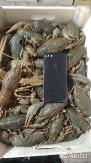 Крупные Раки Дон, Волга живые вареные