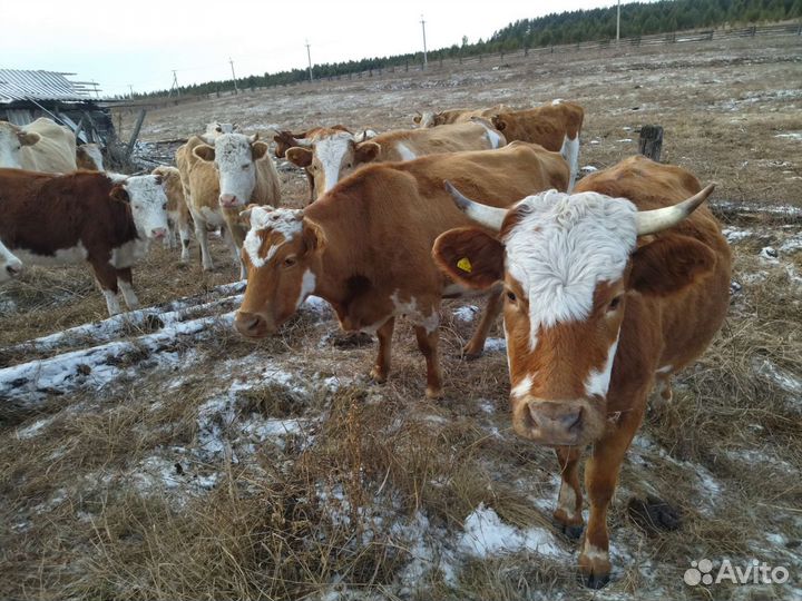 Продажа. крс