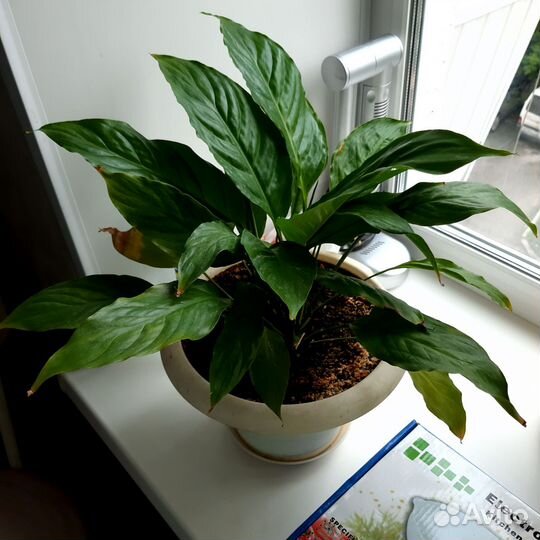 Спатифиллум