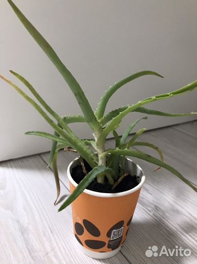 Толстянка (денежное дерево), антуриум, алоэ