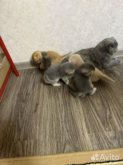 Шотландские вислоухие котята