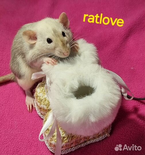 Крысята дамбо редкая девчонка