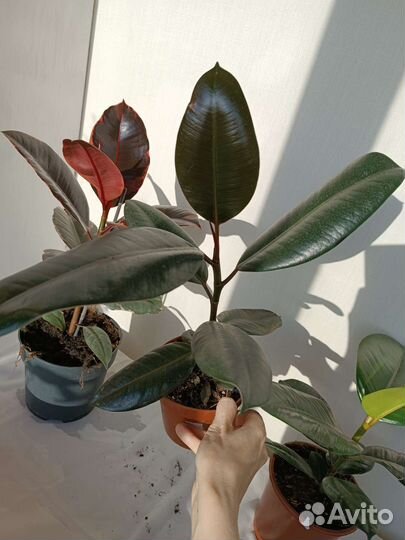 Фикусы разные