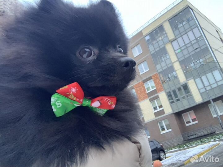 Померанский шпиц. Кобель. Вязка