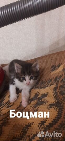 Котики за 1 р