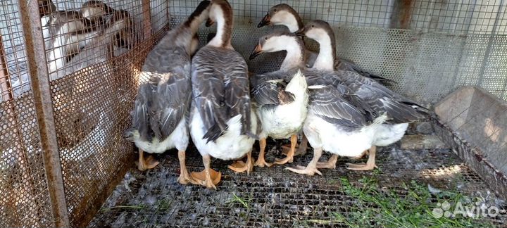 Гуси китайский гергель, оптом