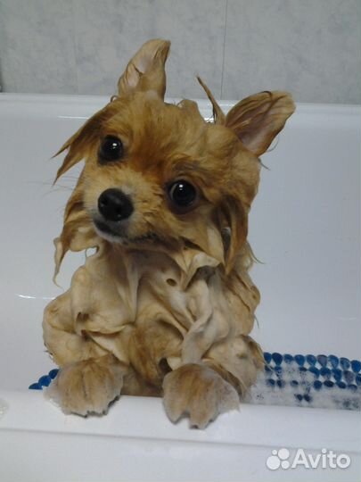 Стрижка ваших любимцев