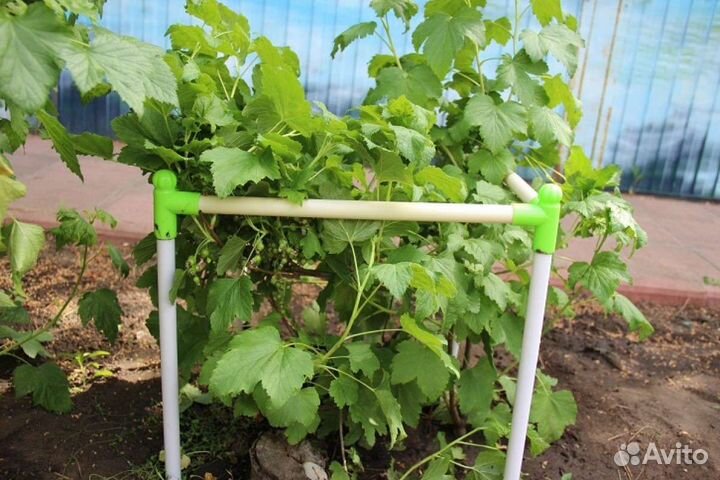 Кустодержатель (опора для растений)