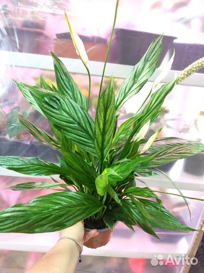 Спатифиллум silver купидо