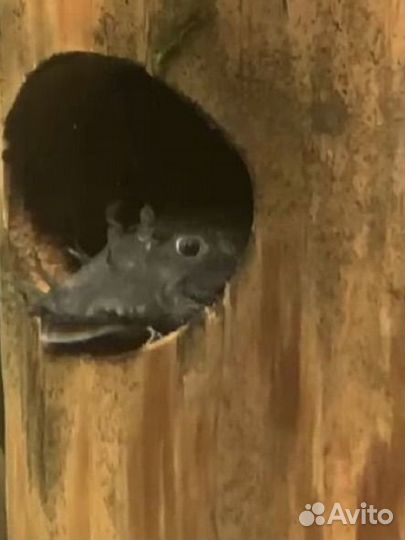 Коряга, грот в аквариум для анцитрусов,для сомов