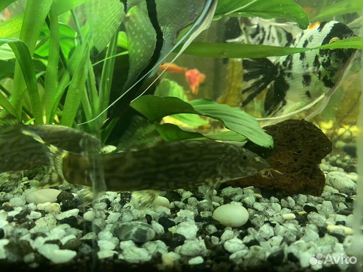 Боция мраморная