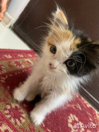 Котенок в добрые руки