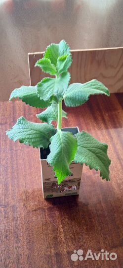 Мята свежая