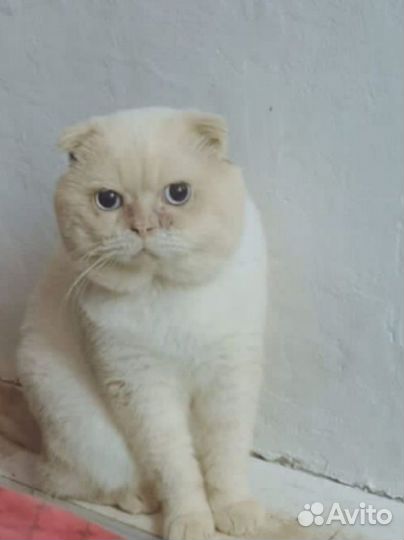 Шотландский кот вязка