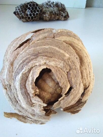 Гнездо ос или шершней