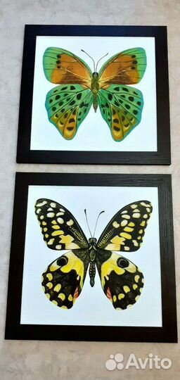 Бабочка картина 30*30