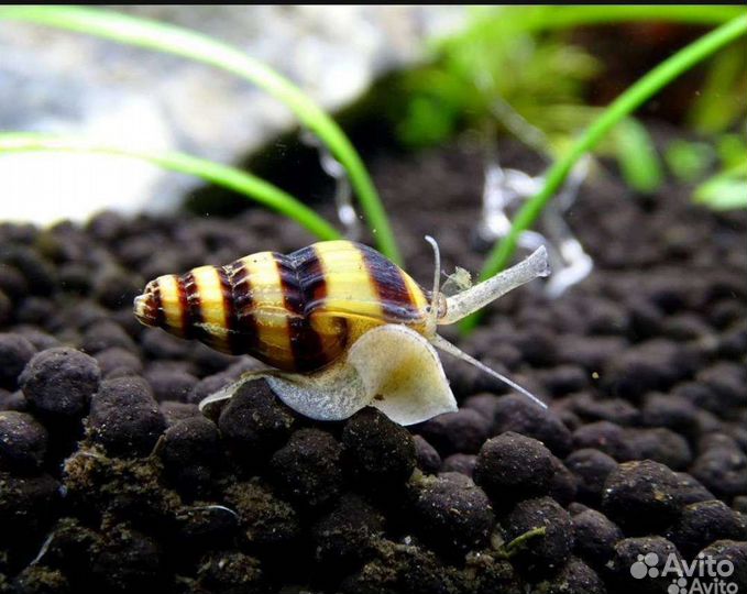 Улитка Хелена