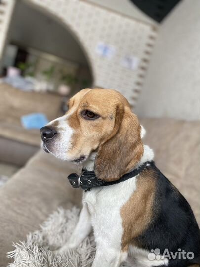 Бигль вязка