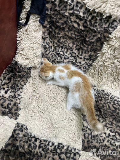 Котенок мальчик бесплатно