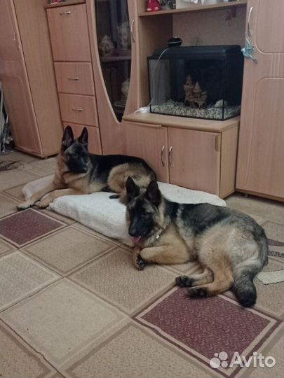 Передержка собак