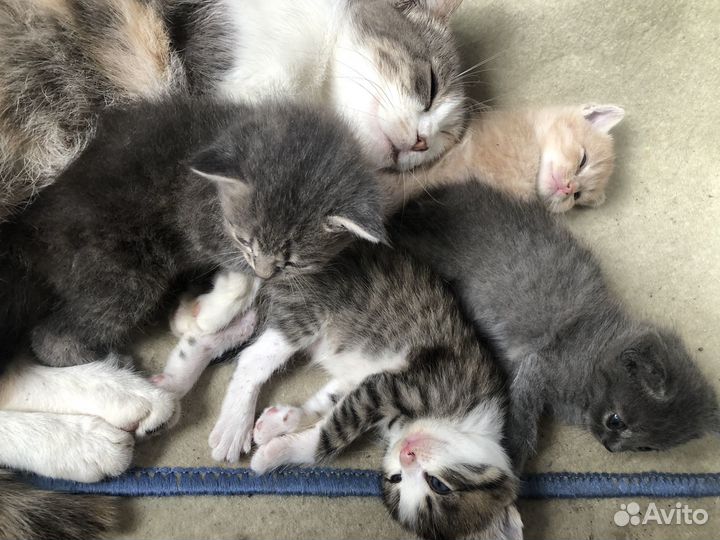 Отдам в добрые руки