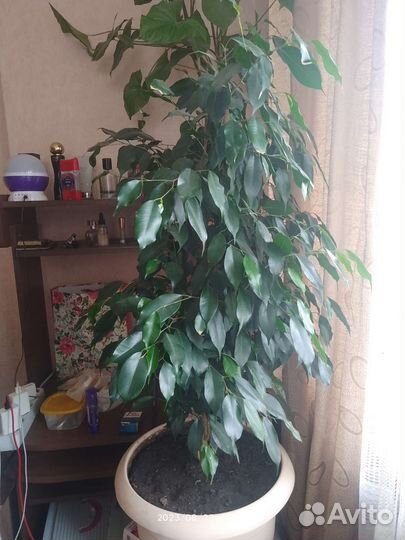 Фикус бенджамина