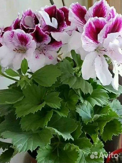 Герань,пеларгония королевская