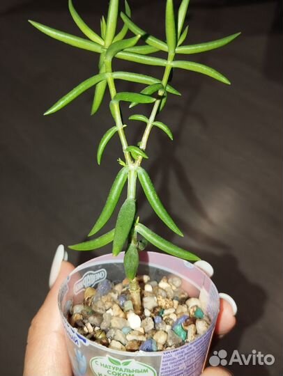 Крассула Тетрагона