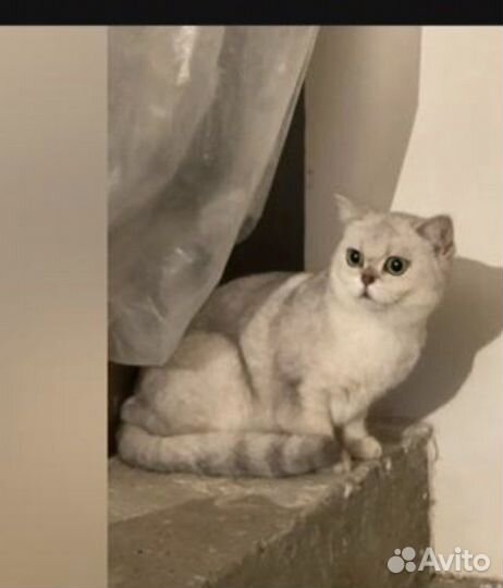 Шотланская кошка