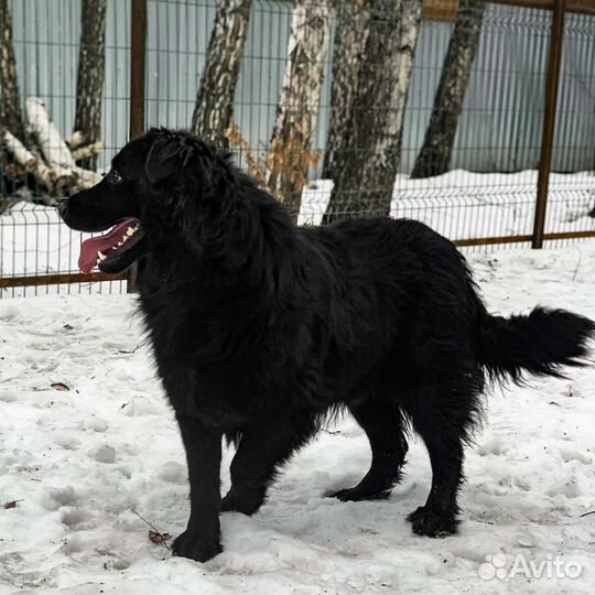 Молодой пес ищет дом