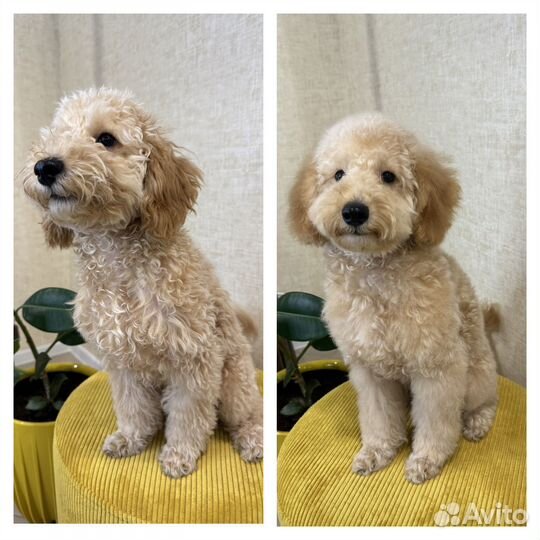 Груминг, стрижка собак