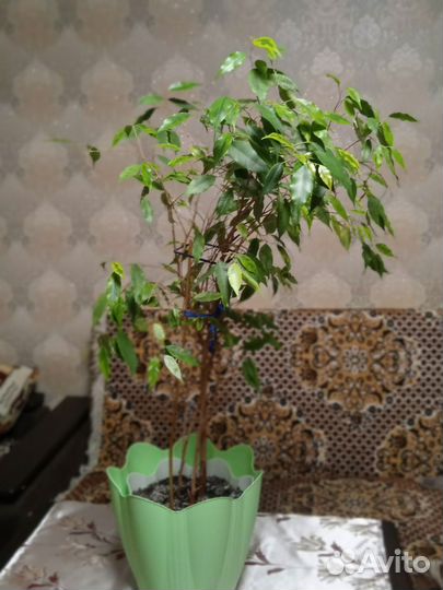 Фикус бенджамина