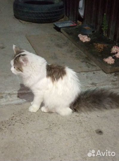 Молодой котик ищет дом