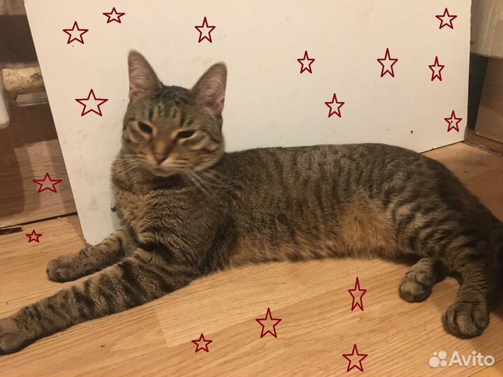 Полосатый котик Барсик