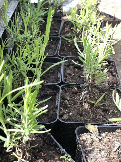 Лаванда Узколистная Хидкот р9