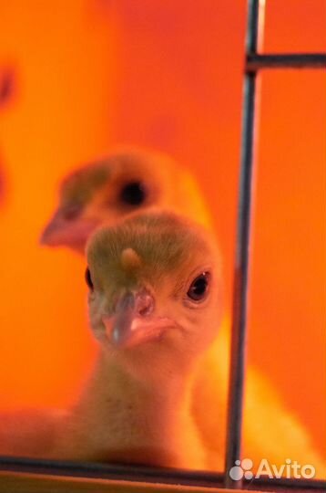 Индюшата Биг-6