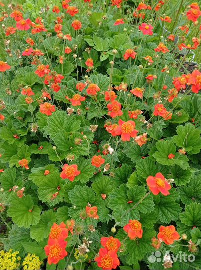 Хоста, розовый флокс, примулы