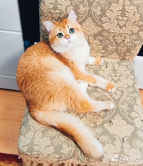 Шотландский кот вязка