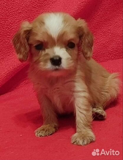 Кавалер Кинг Чарльз спаниель щенки