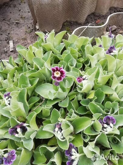 Аурикула(примула ушковая)