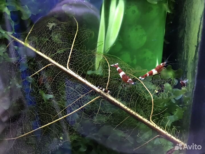 Рыбки микрорасбора бригитт и др. аквариумные