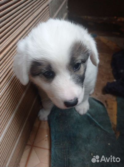 Митис хаски